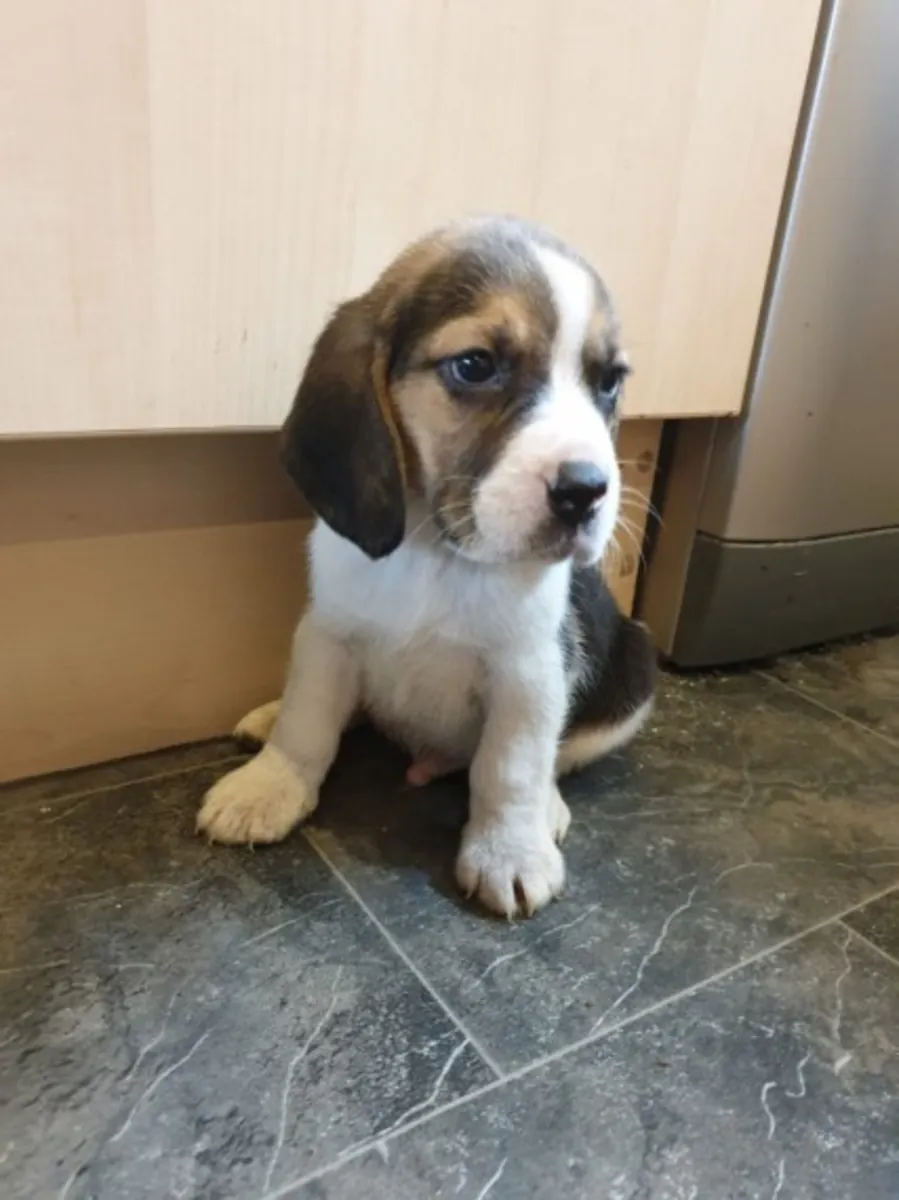 Chiots Beagle bien entraînés, prêts pour une livraison immédiate