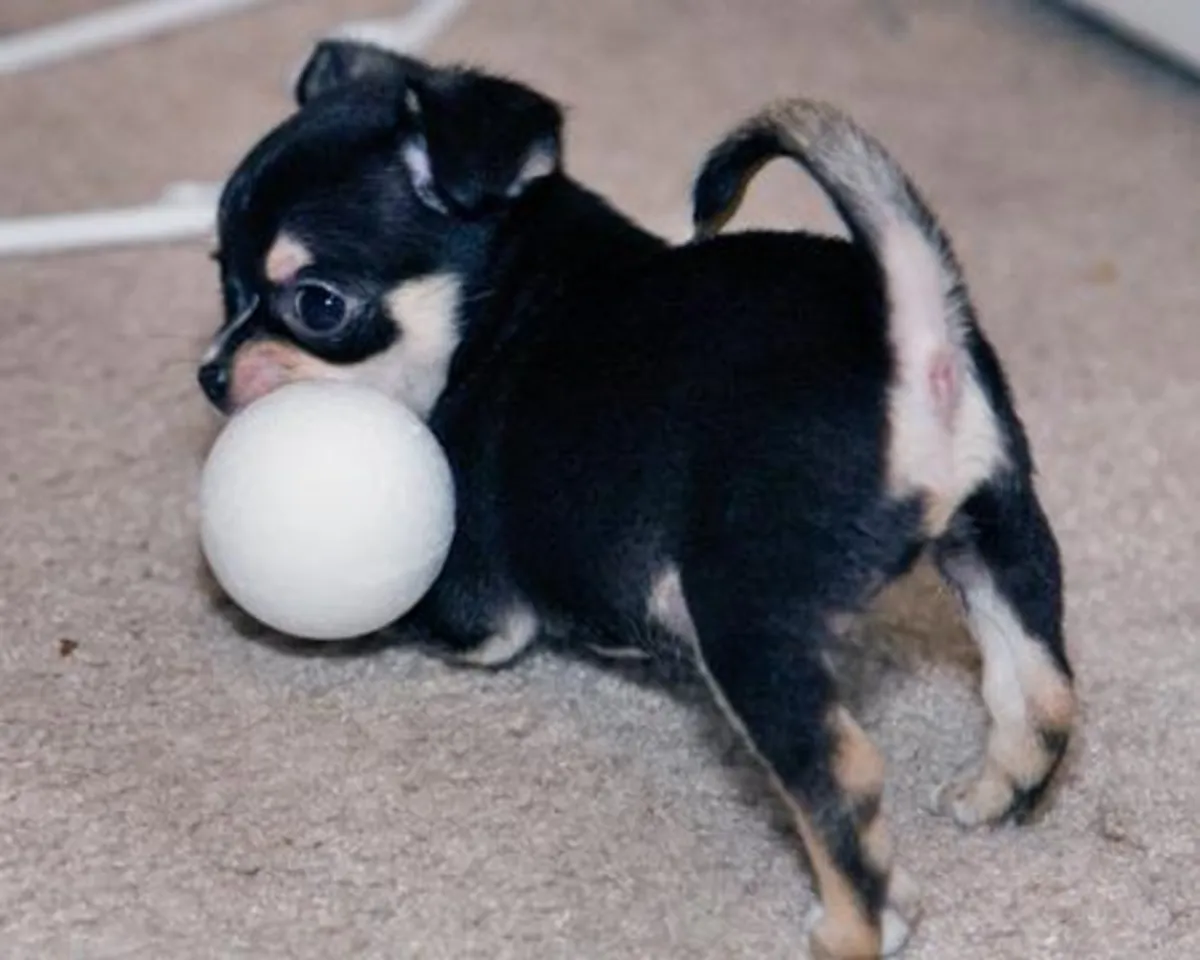 Superbes chiots chihuahua disponibles maintenant