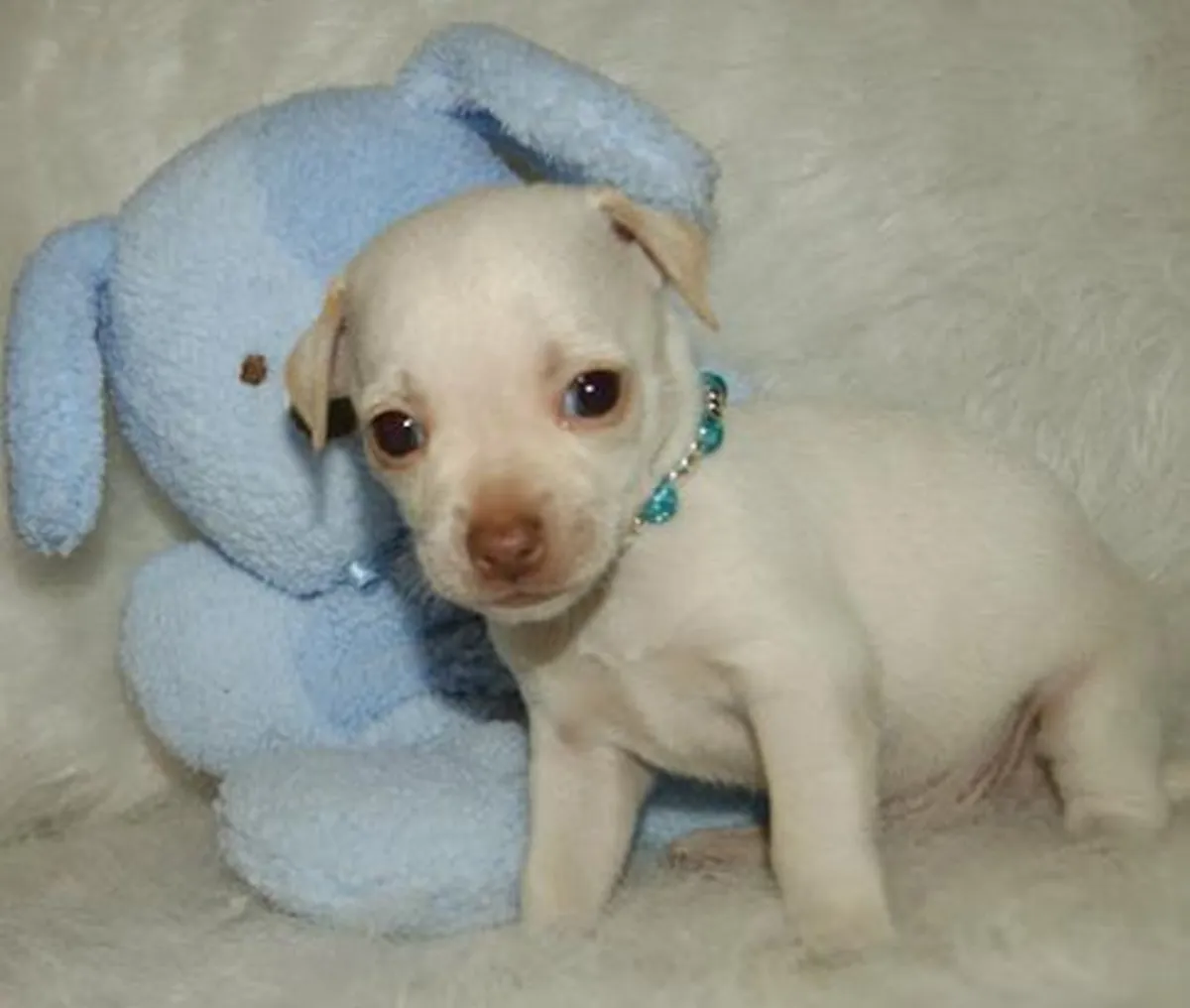 Superbes chiots chihuahua disponibles maintenant