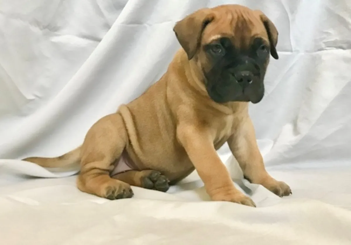 Chiots Bullmastiff disponibles à la vente