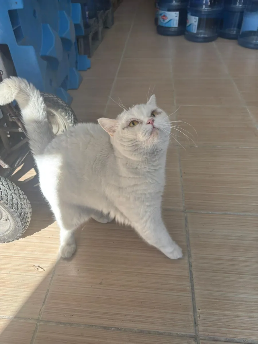 fille britannique blanche