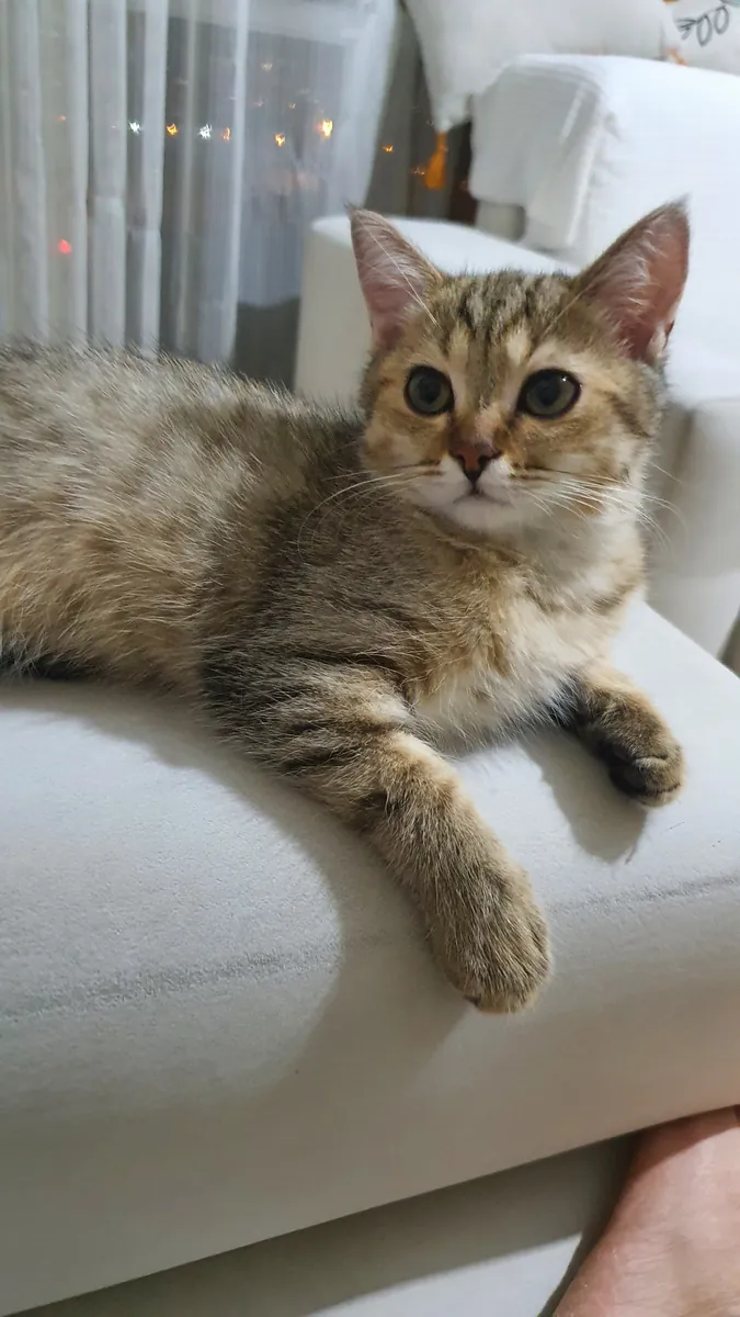 Petit mignon joueur