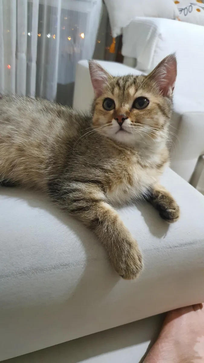 Petit mignon joueur