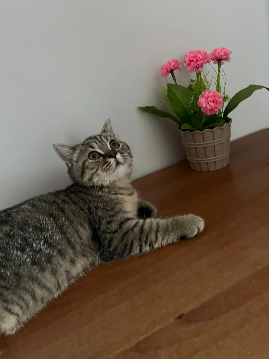 Nous cherchons un compagnon pour ma belle fille Ponçik