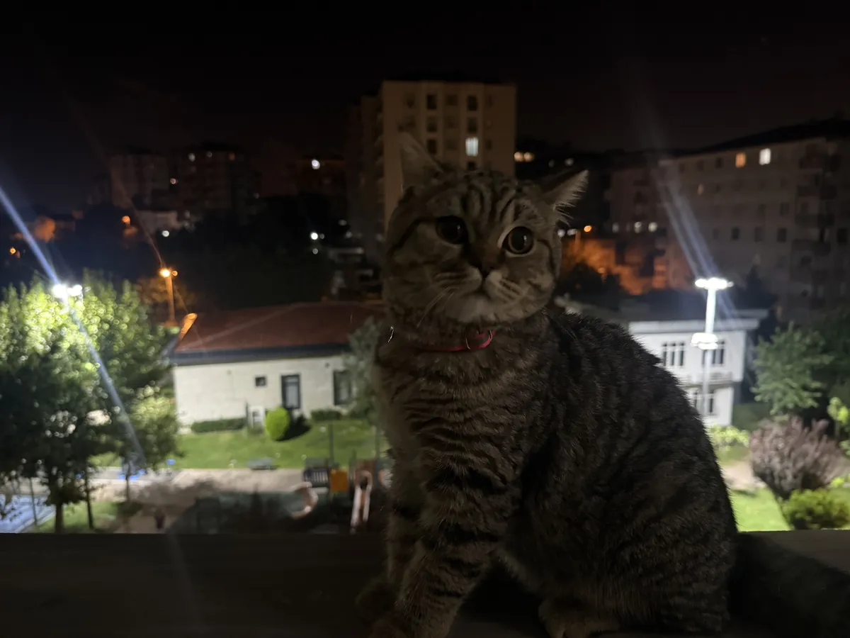 Nous cherchons un compagnon pour ma belle fille Ponçik