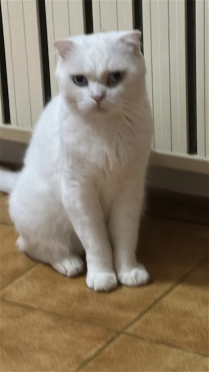 Ma très douce blanche Sucre