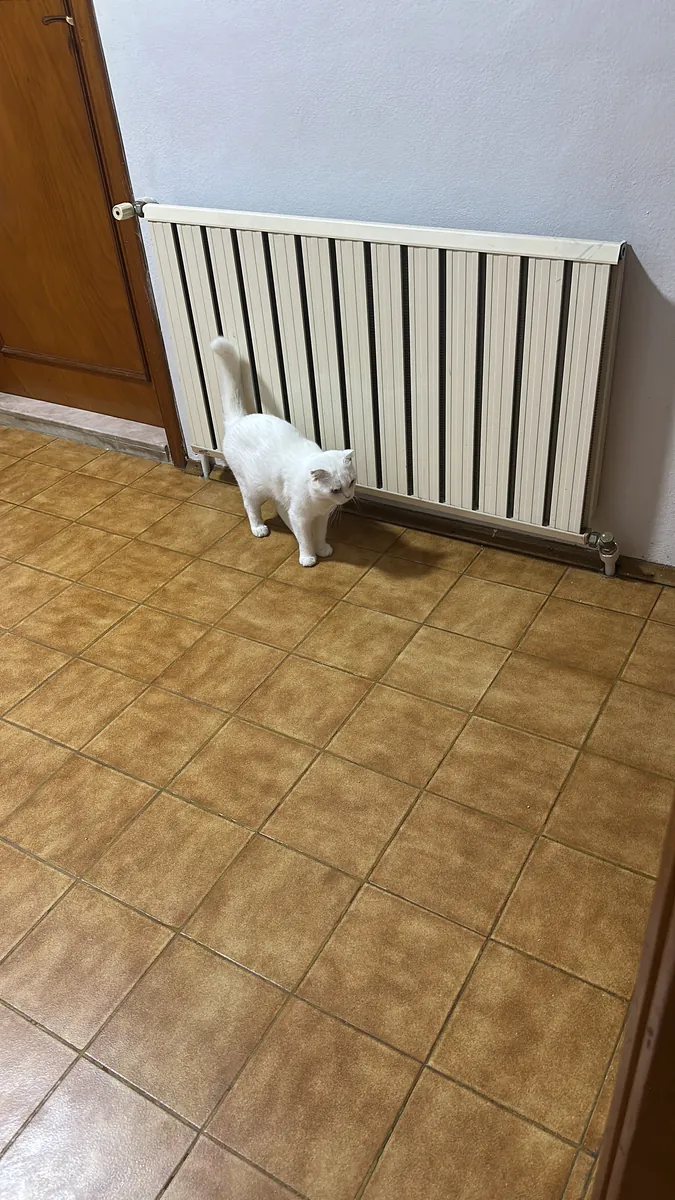 Ma très douce blanche Sucre