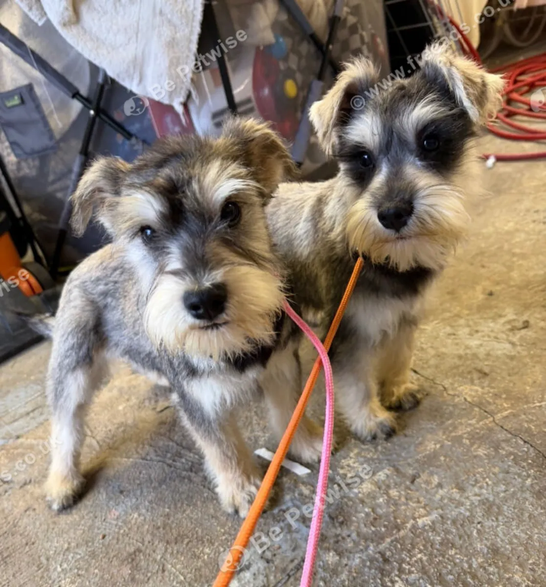 2 hermanas buscan nuevos hogares