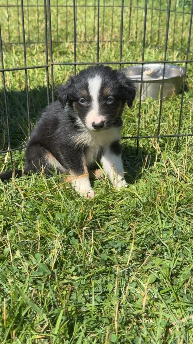 边境牧羊犬幼犬
