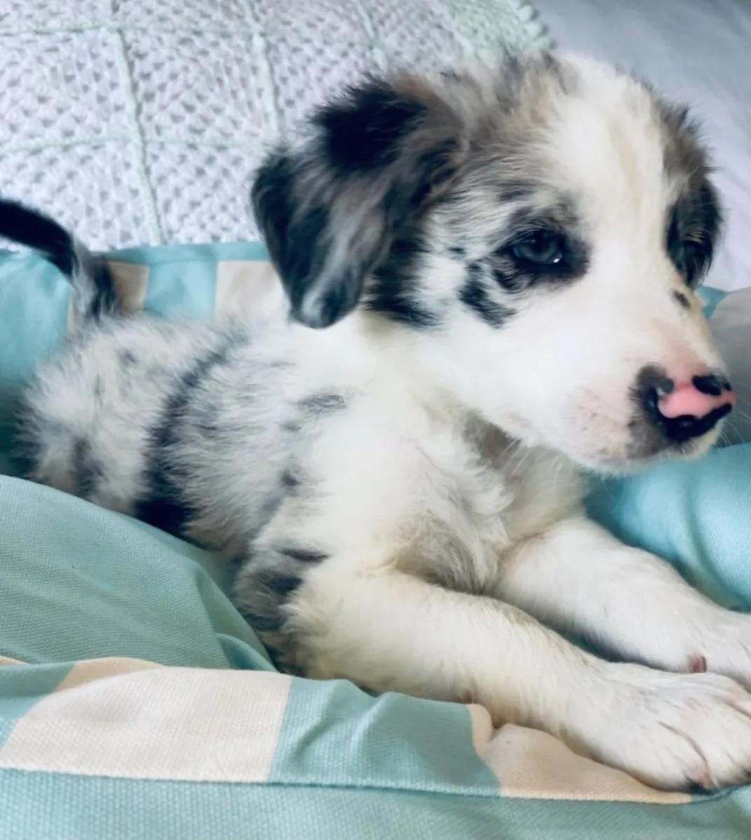 边境牧羊犬幼犬