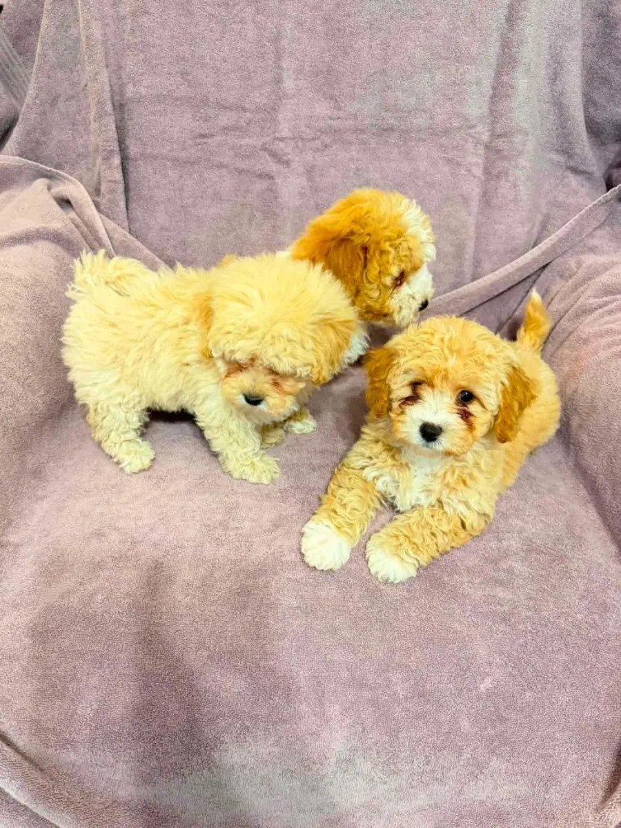 Lindos cachorros Poochon (machos y hembras)