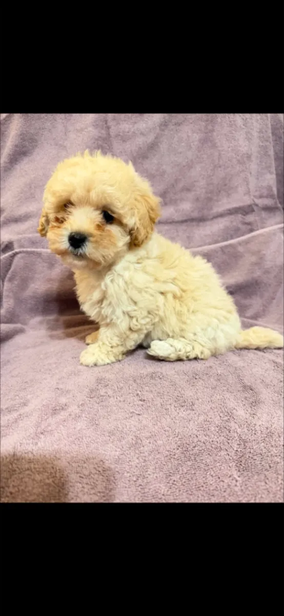 Lindos cachorros Poochon (machos y hembras)