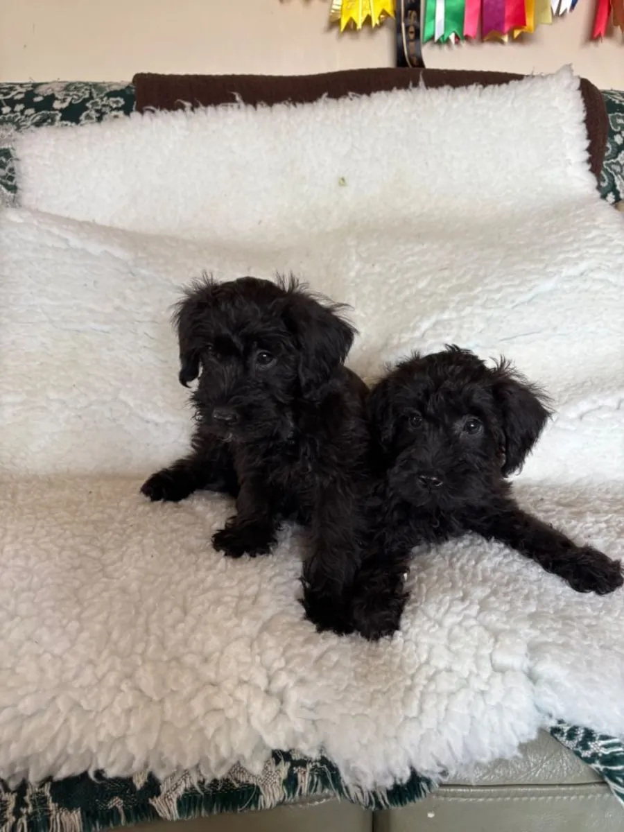 施努德犬幼犬