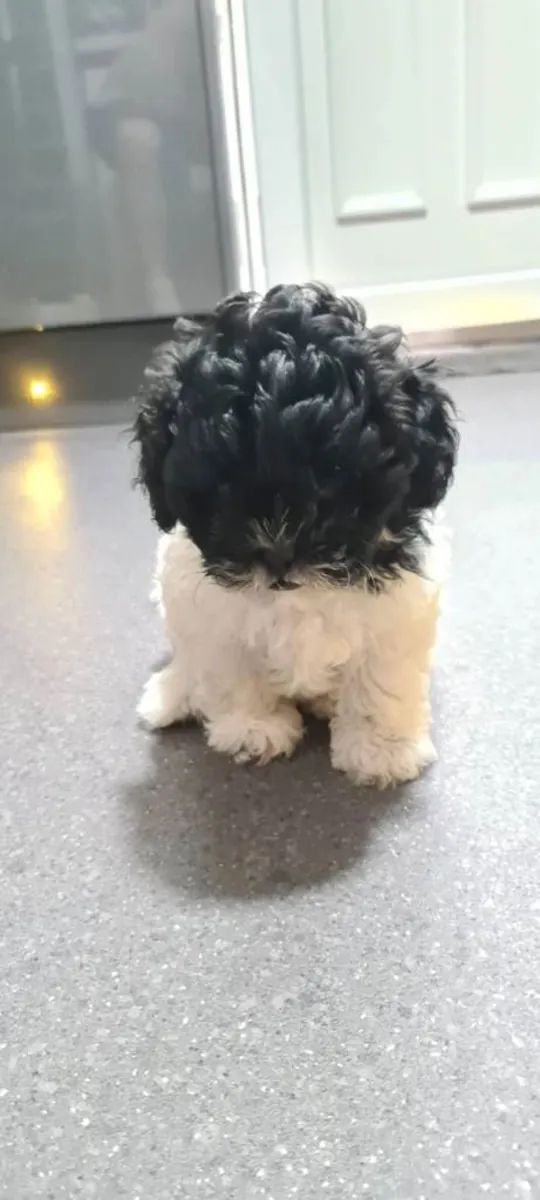 Hermoso cachorro Shihpoo