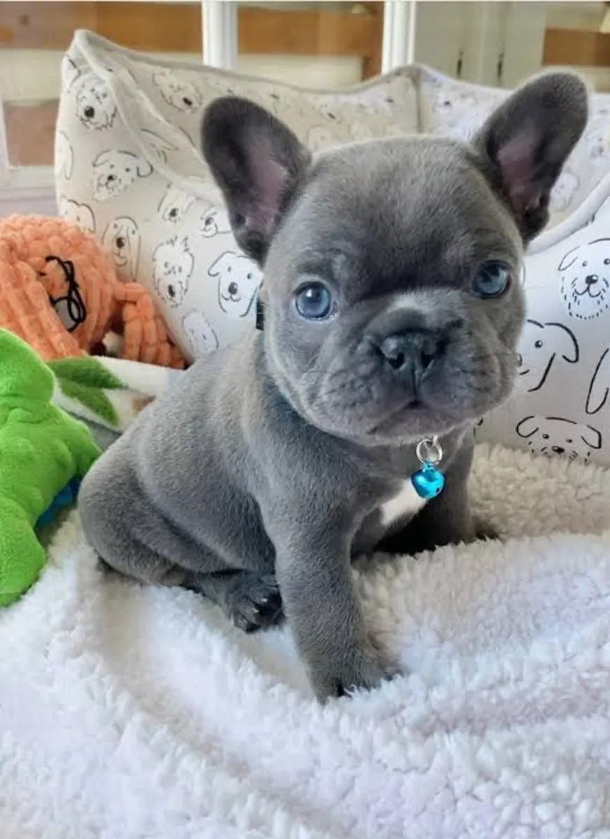 Cachorros de Bulldog Francés