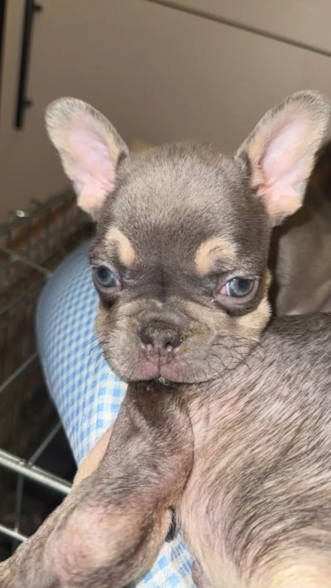Cachorros de Bulldog Francés