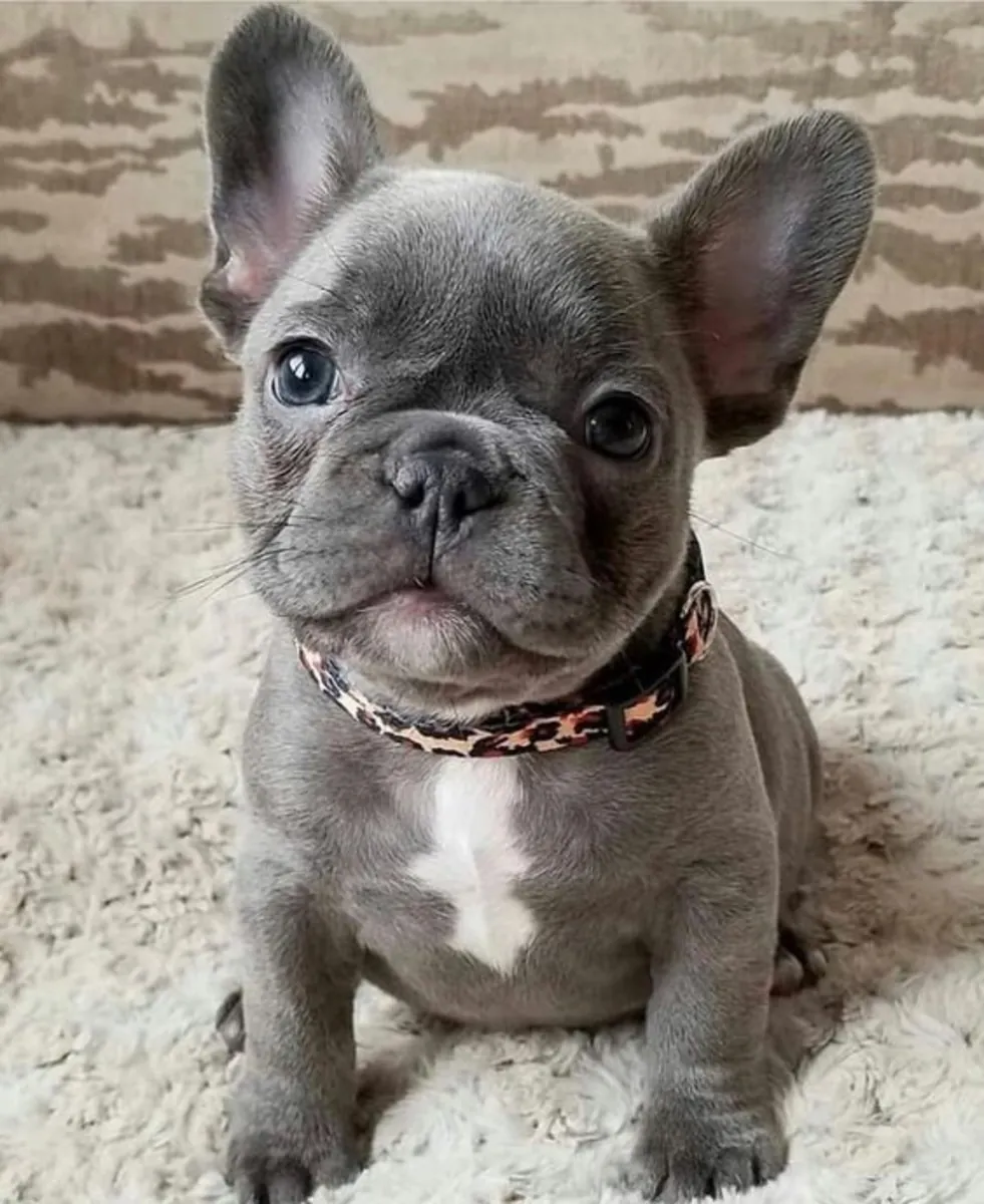 Cachorros de Bulldog Francés