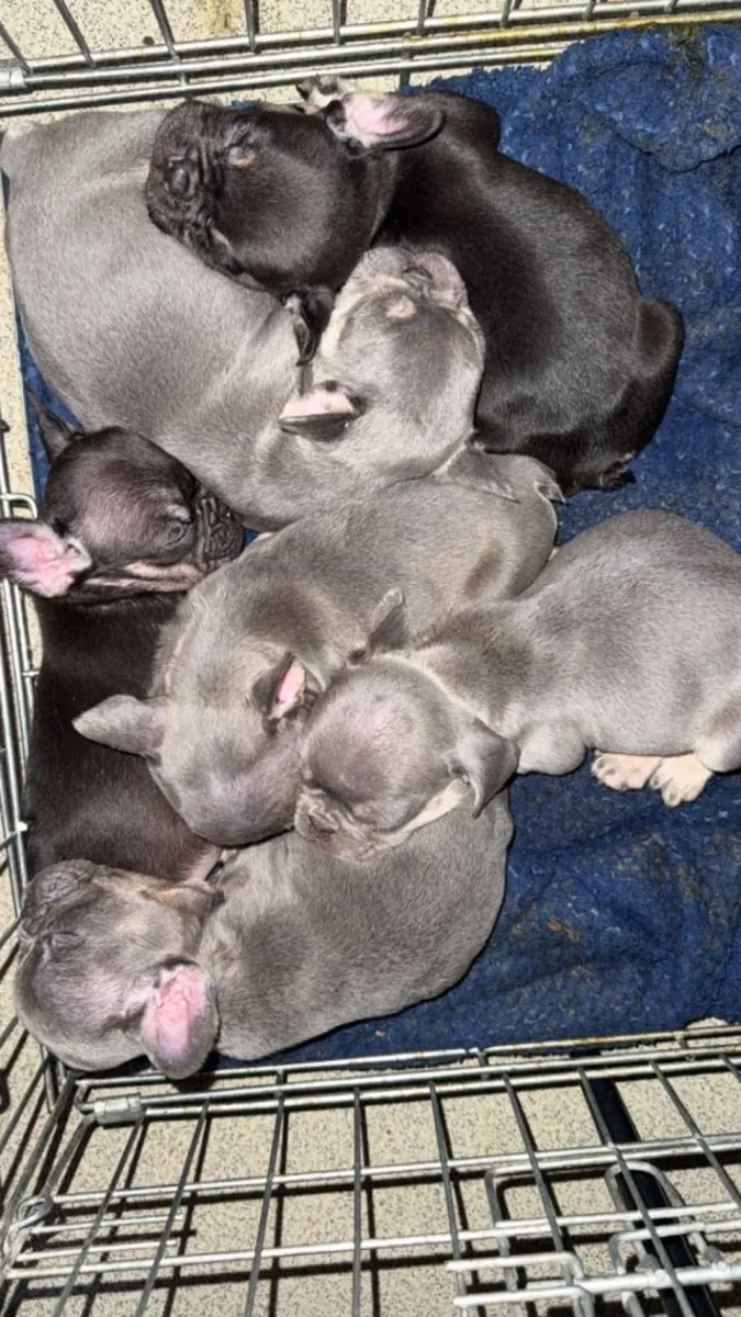 Cachorros de Bulldog Francés