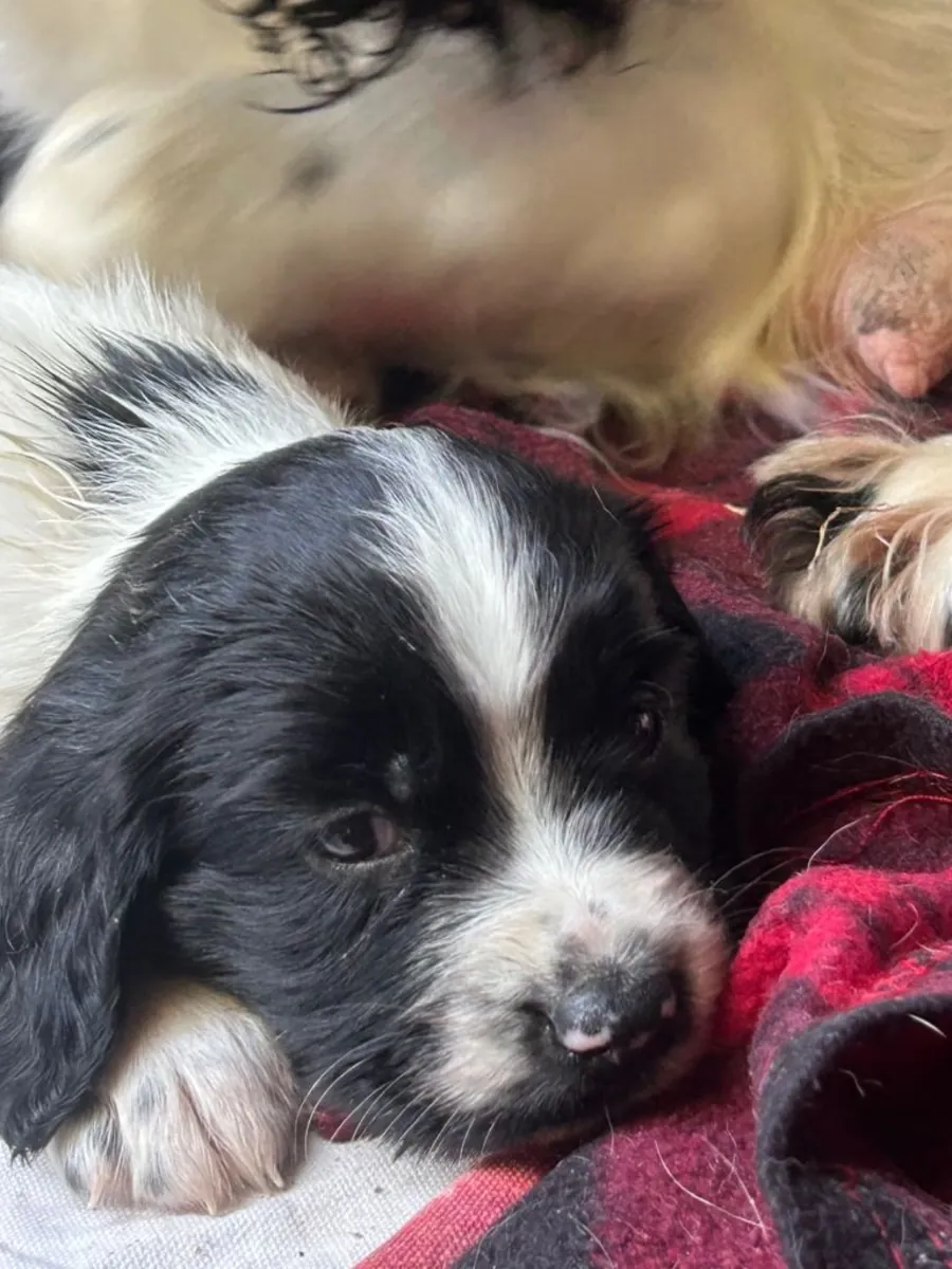 Yeni evine gitmeye hazır güzel Springer Spaniel'ler