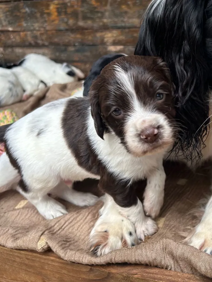 Yeni evine gitmeye hazır güzel Springer Spaniel'ler