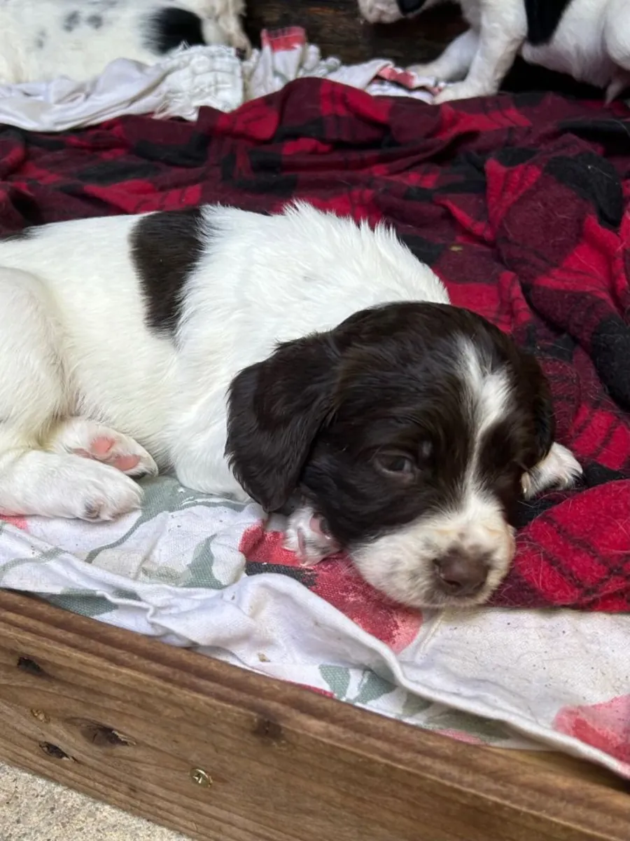 Yeni evine gitmeye hazır güzel Springer Spaniel'ler