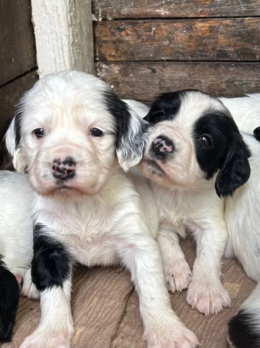 Yeni evine gitmeye hazır güzel Springer Spaniel'ler