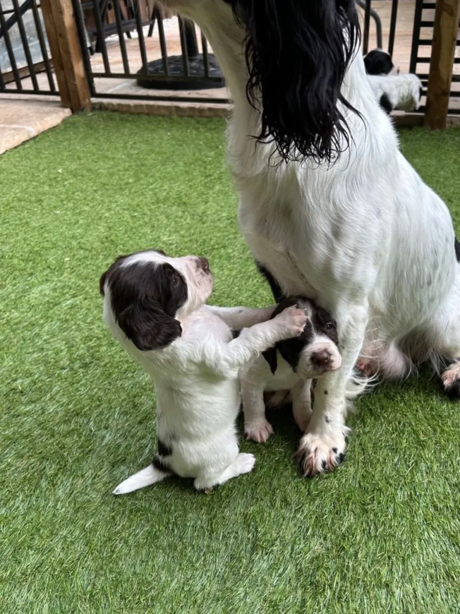 Yeni evine gitmeye hazır güzel Springer Spaniel'ler