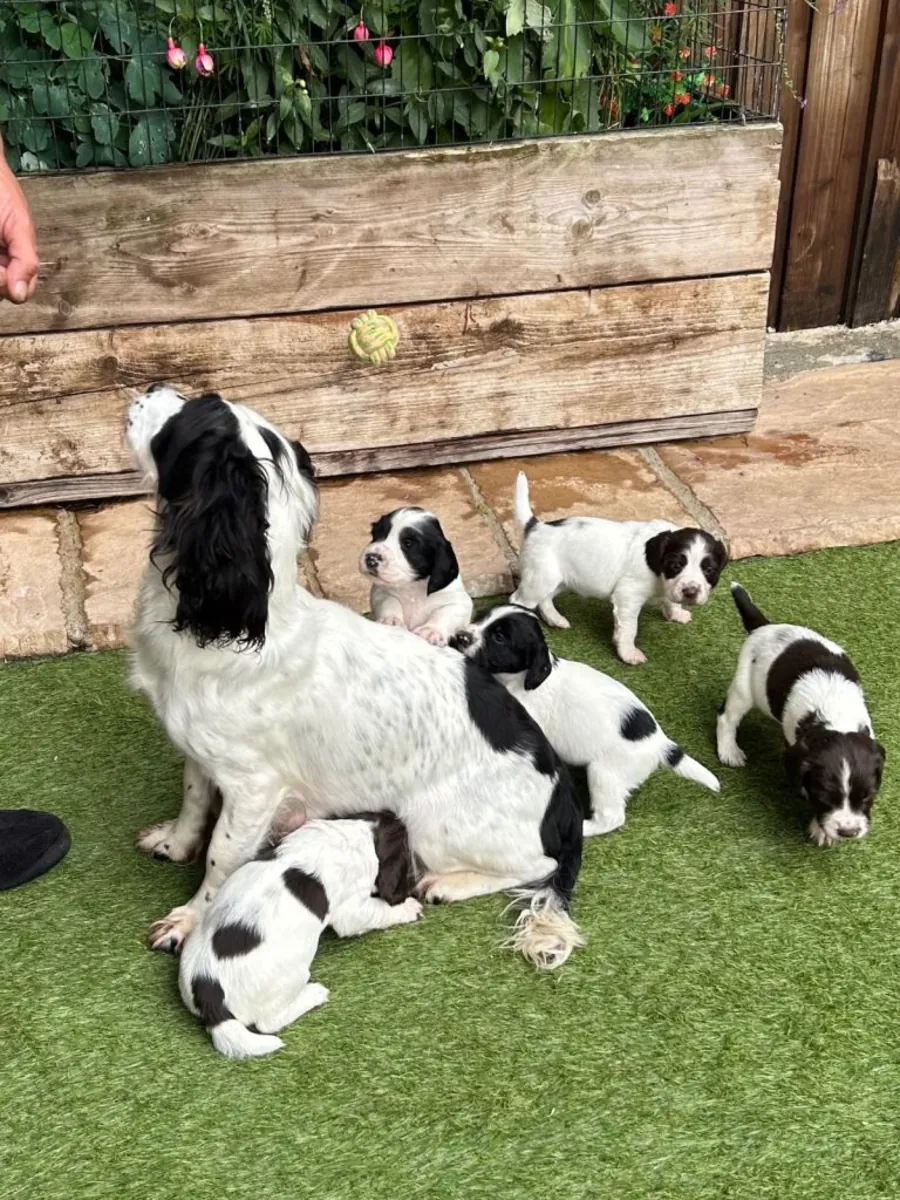 Yeni evine gitmeye hazır güzel Springer Spaniel'ler
