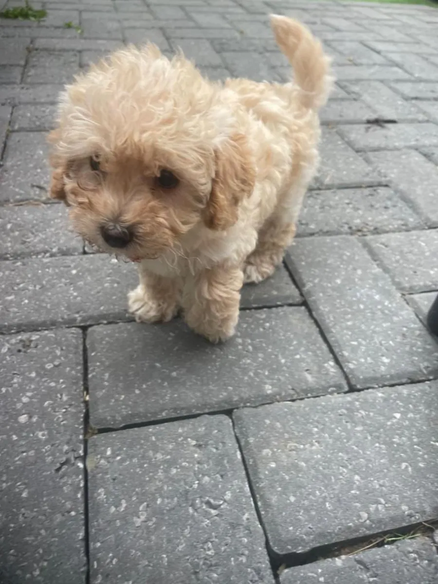 Cachorros de Cavapoochon