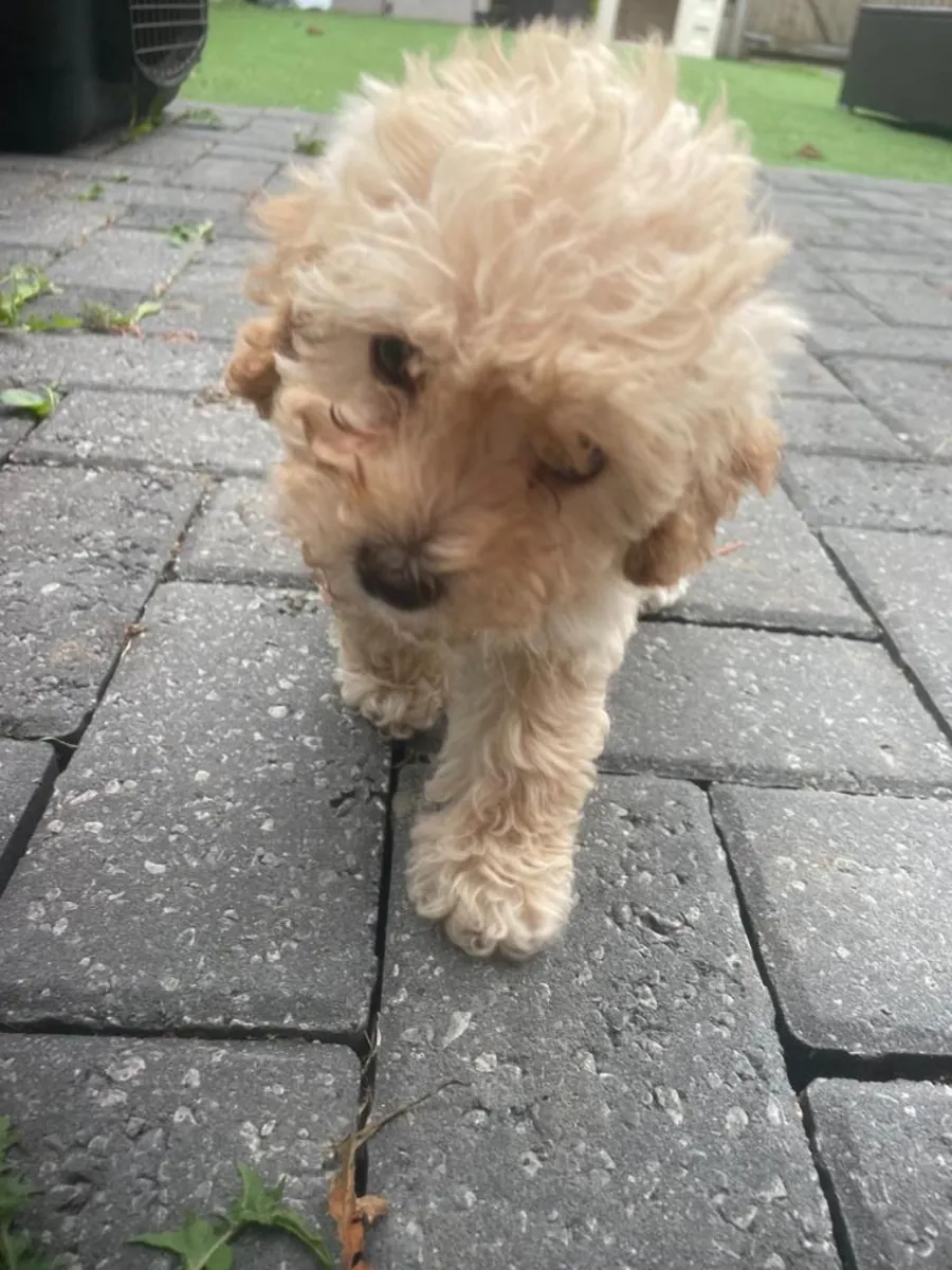 Cachorros de Cavapoochon