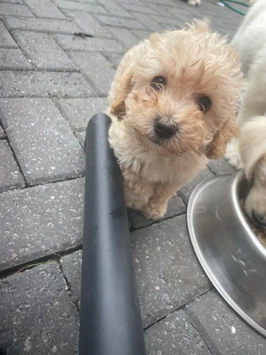 Cachorros de Cavapoochon