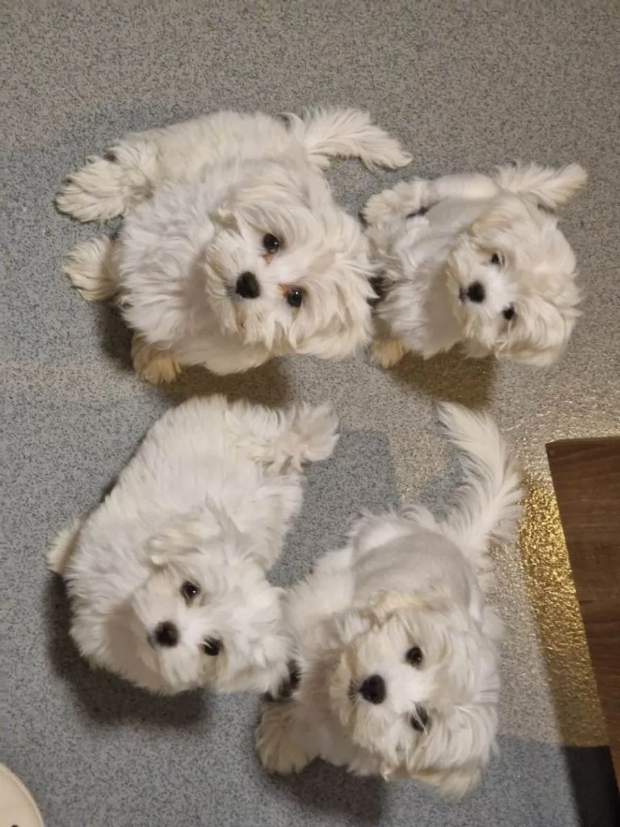 .珍贵的纯种马尔济斯幼犬