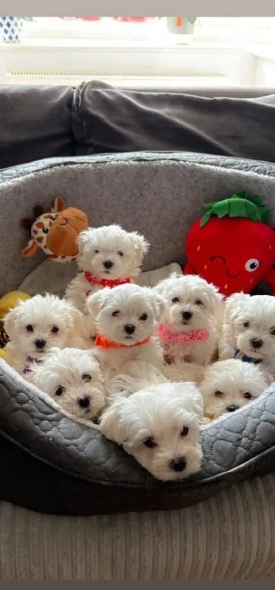 .珍贵的纯种马尔济斯幼犬