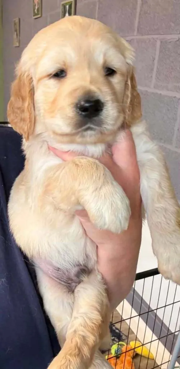 金毛寻回犬幼犬