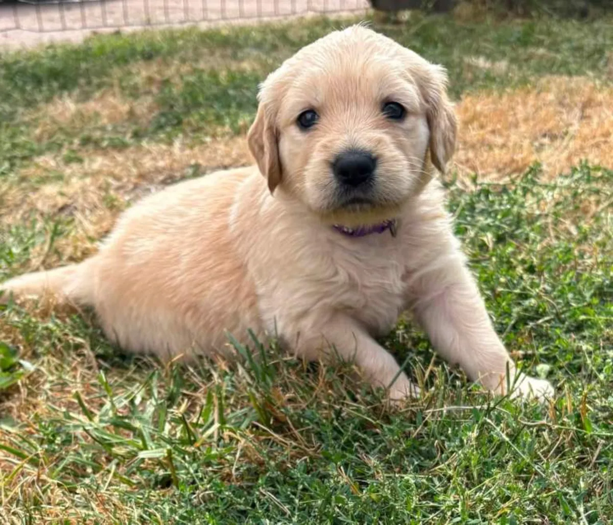 金毛寻回犬幼犬