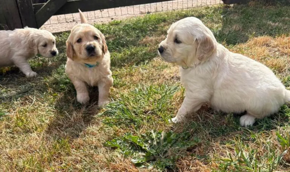 金毛寻回犬幼犬