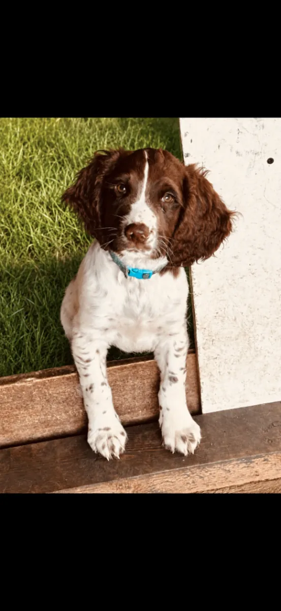 Chiots English Springer Spaniel