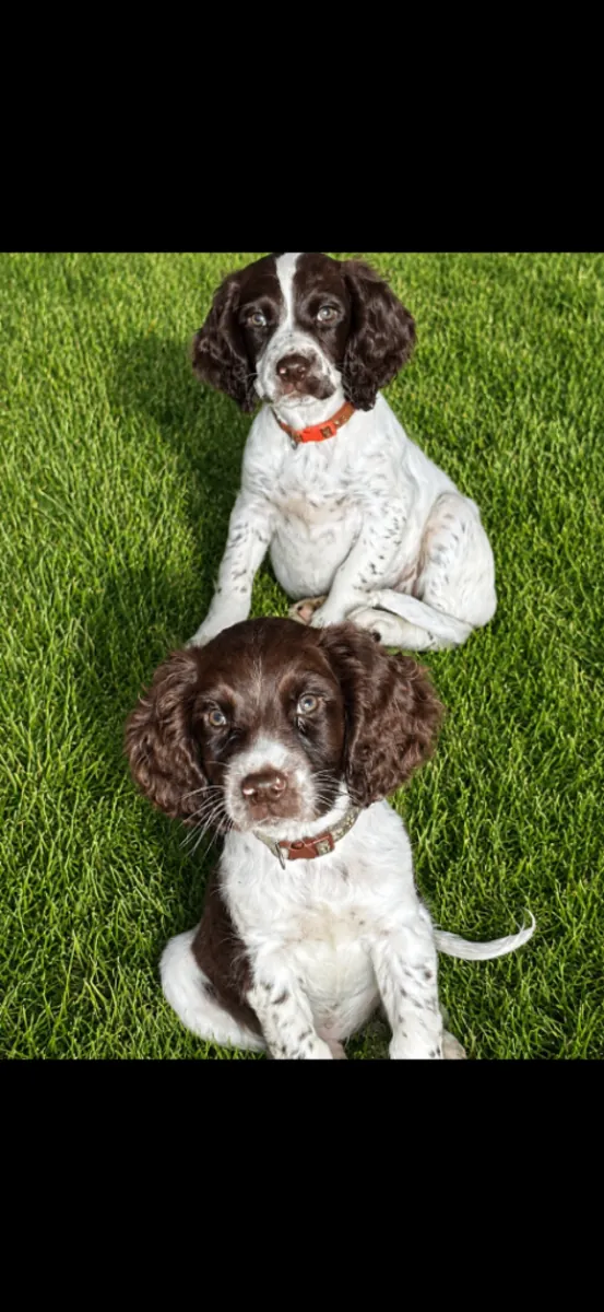 Chiots English Springer Spaniel