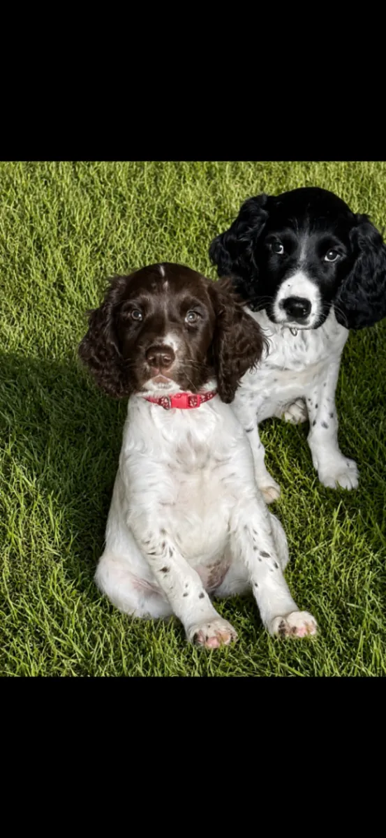 Chiots English Springer Spaniel