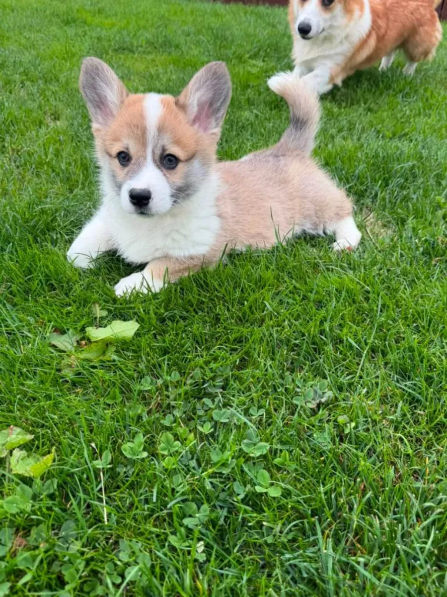 Pembroke Welsh Corgi Yavruları