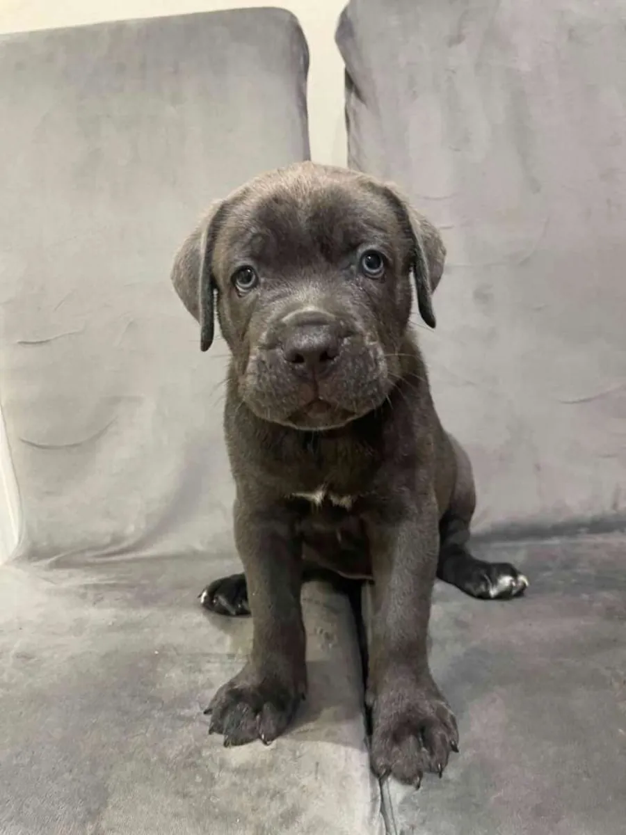 Cane Corso Yavruları