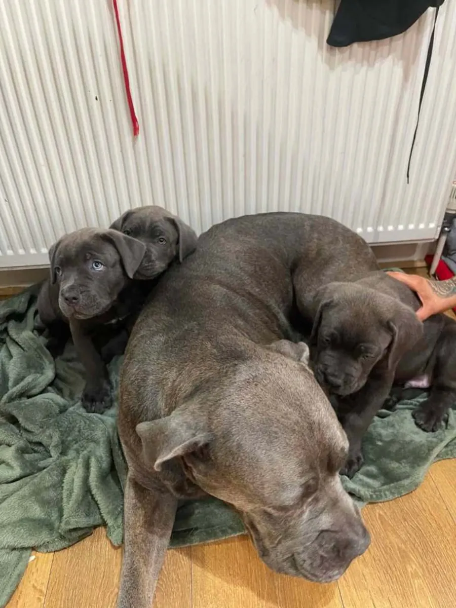 Cane Corso Yavruları