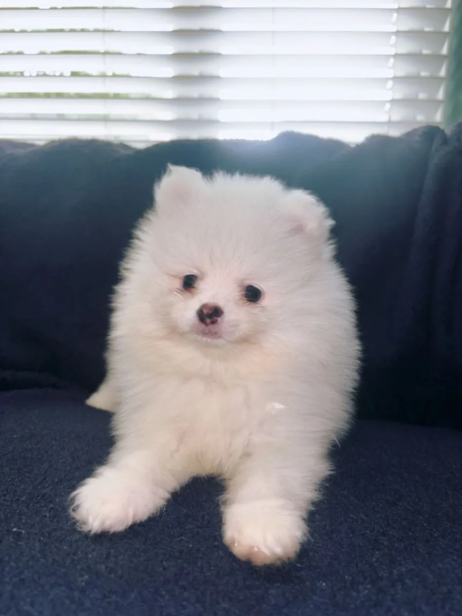 Cachorros de Pomerania