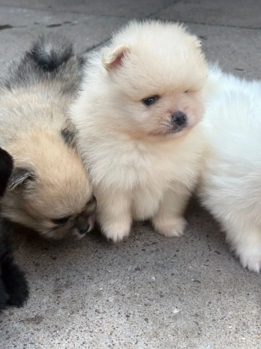 Cachorros de Pomerania