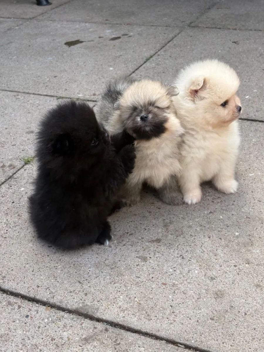 Cachorros de Pomerania
