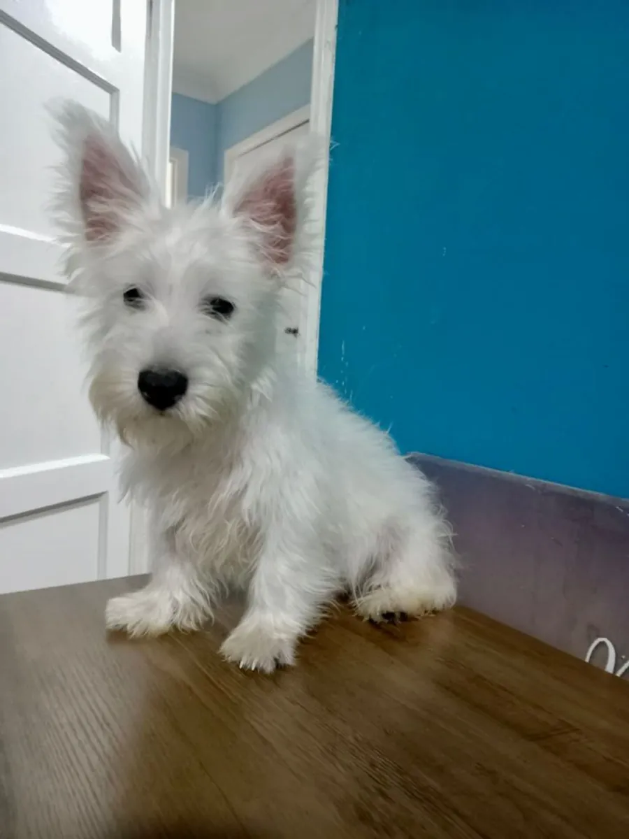 Chiots de West Highland Terrier (Westie)