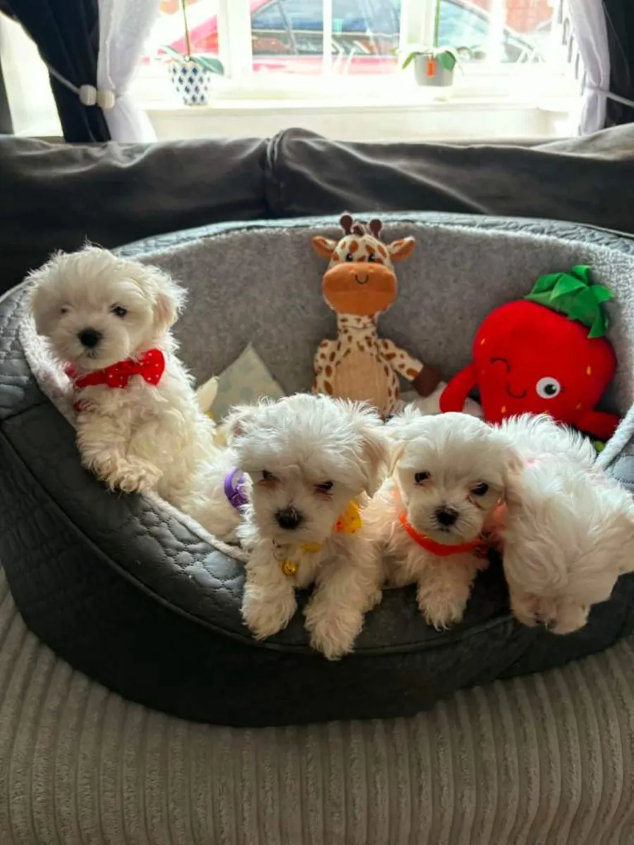 Safkan Maltese