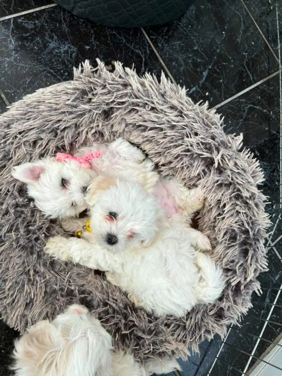 Safkan Maltese