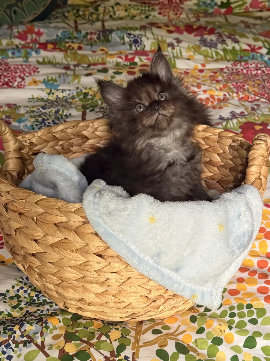Beaux chatons Maine Coon CFA
