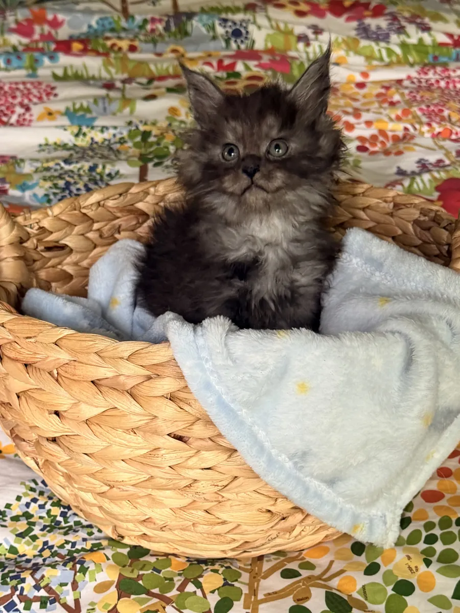 Beaux chatons Maine Coon CFA